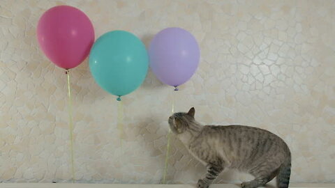 Funny Cats vs Balloons Compilation 2014 NEW HD