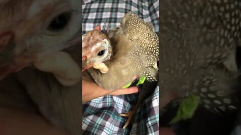 Creating belly protection for bird with a sock. First attempt part I