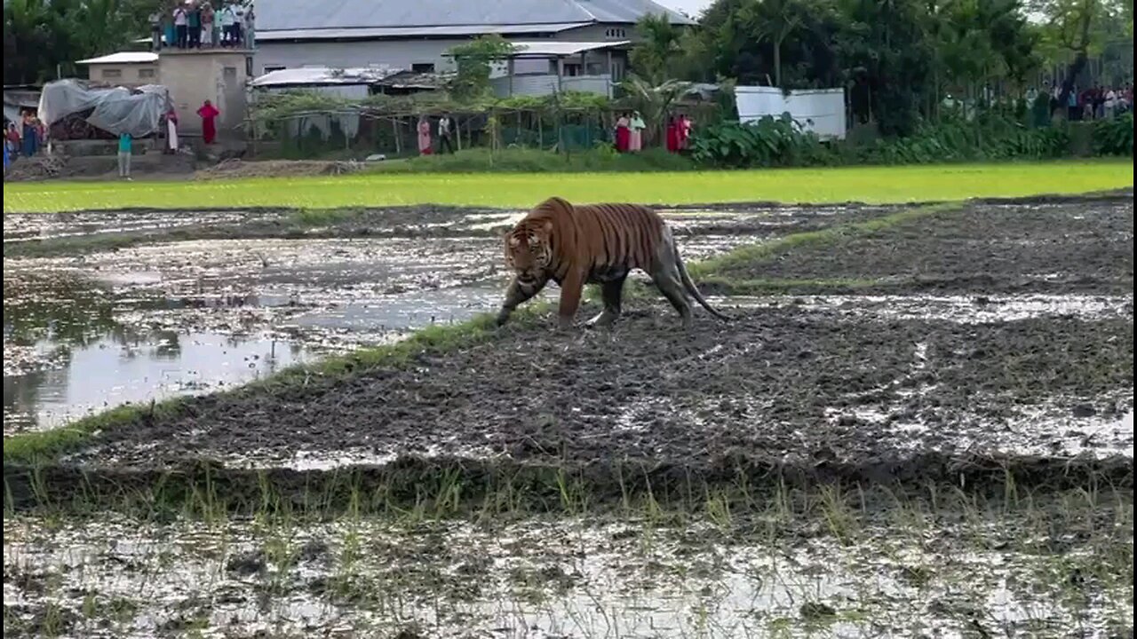 Tiger King 🐅