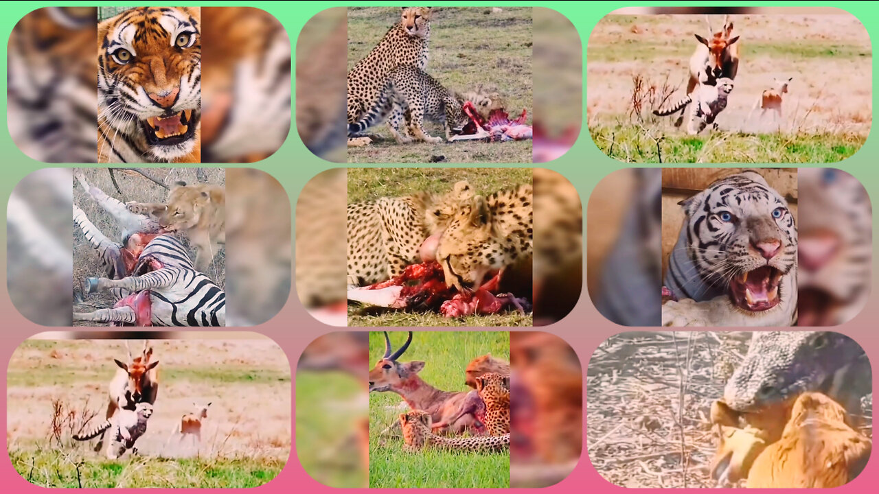 wildlife animals this video very interesting