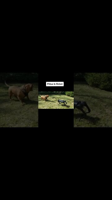 #shorts #2022 funny,prank,funjokes,dad jokes,funny memes,funny video,fun,laughing,funny animal,knock