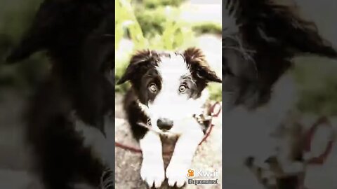 cute dog 01