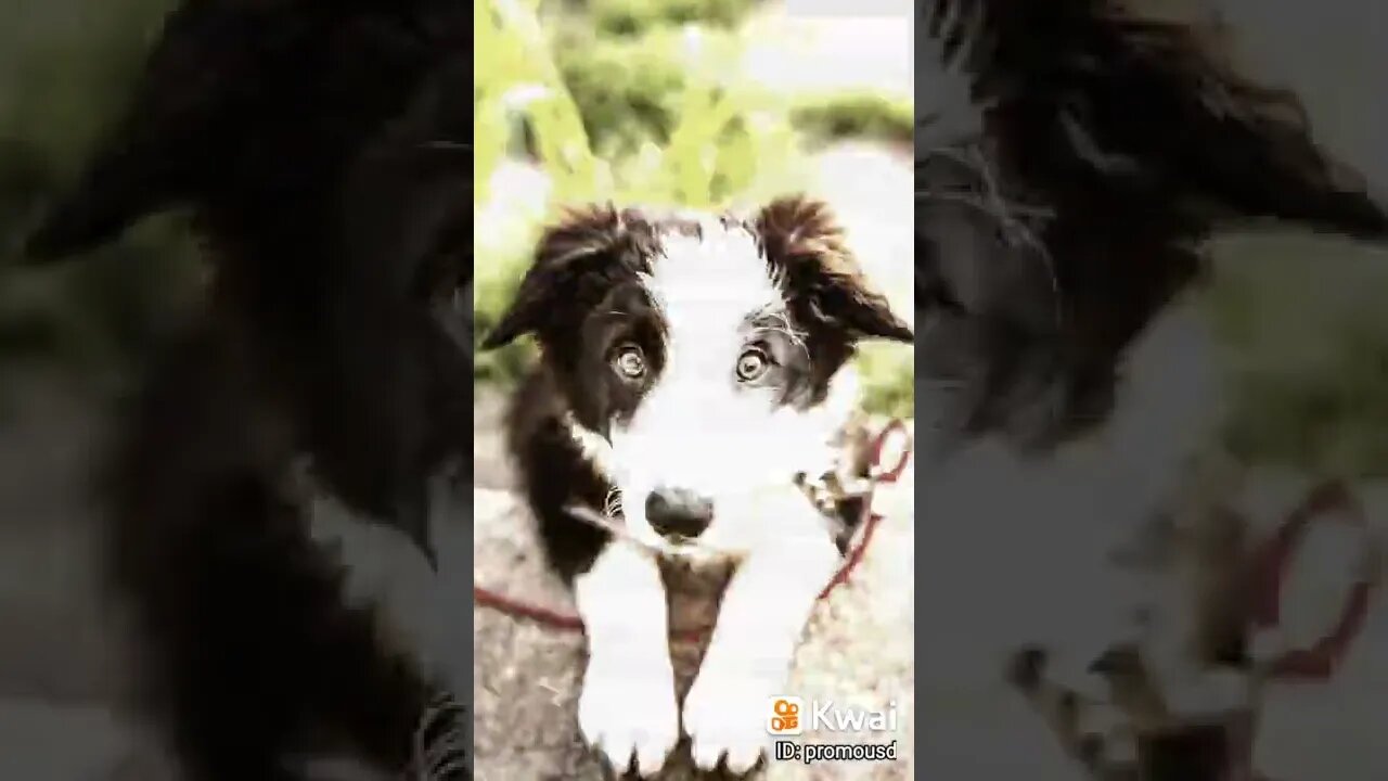cute dog 01