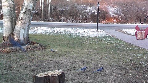 Blue Jay Siblings