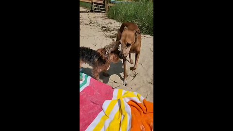 Dogs at the beach