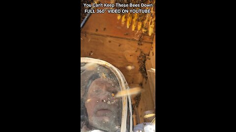 Can't Keep These Bees Down!