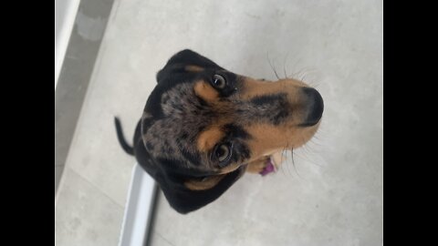 Bartolomeu basset arlequin learning to play with a ration ball