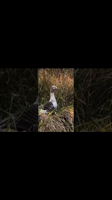 Found missing goose. She appeared to be nesting high up the ridge in the high grass. Not safe.