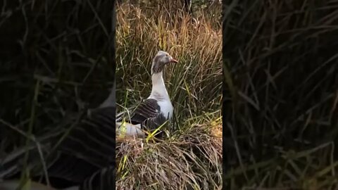 Found missing goose. She appeared to be nesting high up the ridge in the high grass. Not safe.