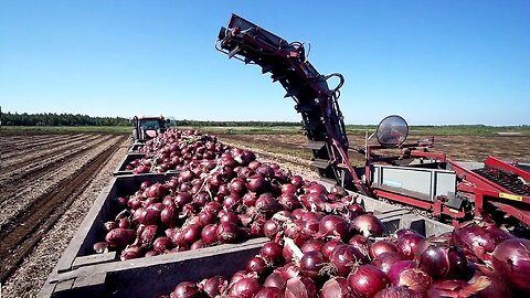 World Modern Agriculture Technology - Broccoli, Cabbage, carrot, onion Harvesting machine 2021