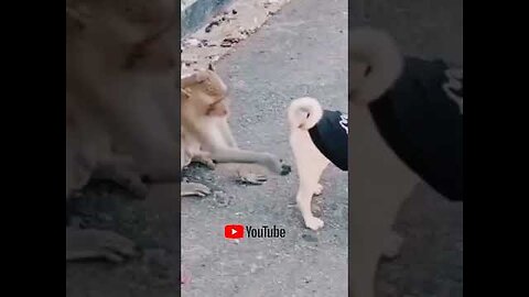 monkey vs dog funny videos - monkey vs dog fight - dog fight - monkey comedy #shorts