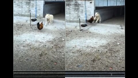 Dog and chicken fight | cute dog funny video | Chicken Vs Dog | Funny Dog Fight videos #dog