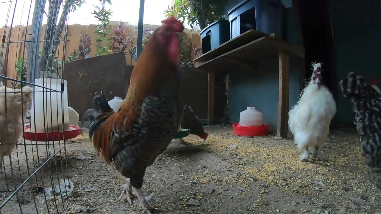 Backyard Chickens Relaxing Morning Chicken Long Therapy Sounds Noises Hens Clucking Roosters Crowing