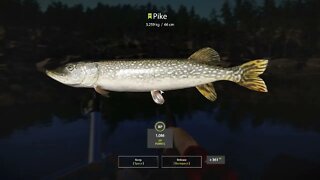 Russian Fishing 4 Kuori lake Pike 3.259 Kg