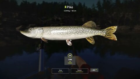 Russian Fishing 4 Kuori lake Pike 3.259 Kg