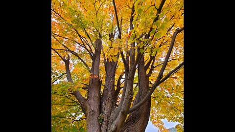 Love/Amor/Life/Vida#shorts #mothergaia #nature #tree