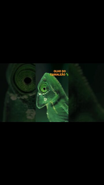 NO REINO DOS ANIMAIS.