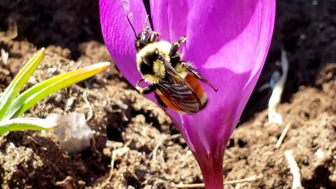 Early spring visitor