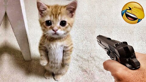 Cutest Cats and Dogs | Funniest Videos 2023