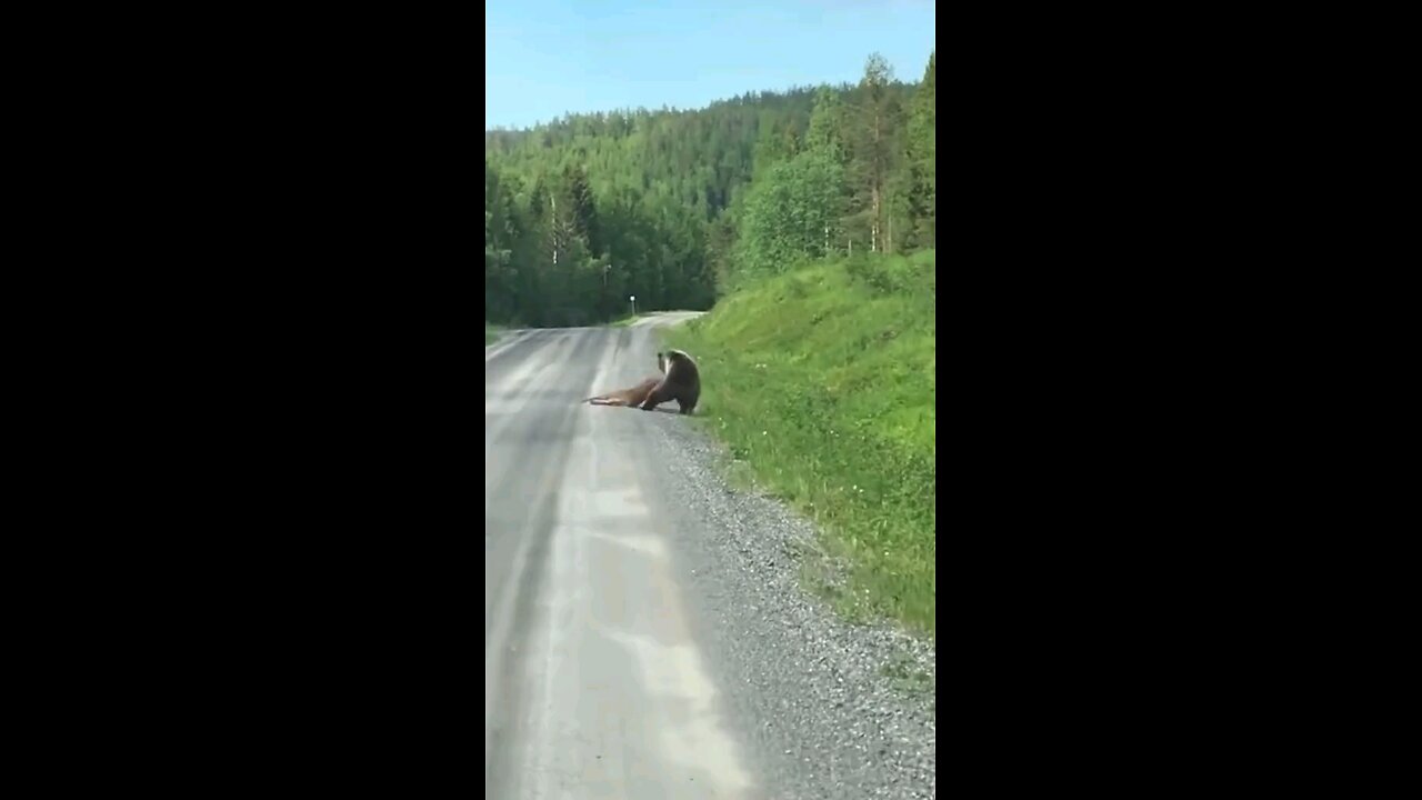 Bear attacking moose in the middle of the road #bear #moose #animals