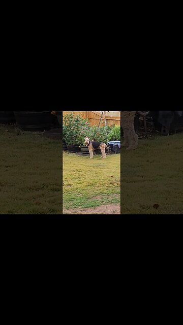 Airedale Misbehaving