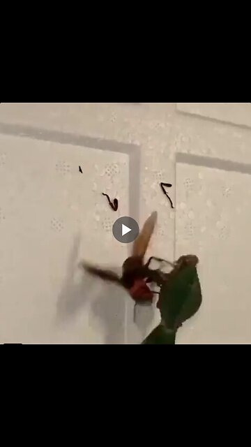 Praying Mantis vs Hornet
