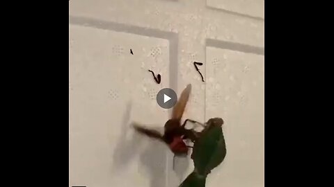 Praying Mantis vs Hornet