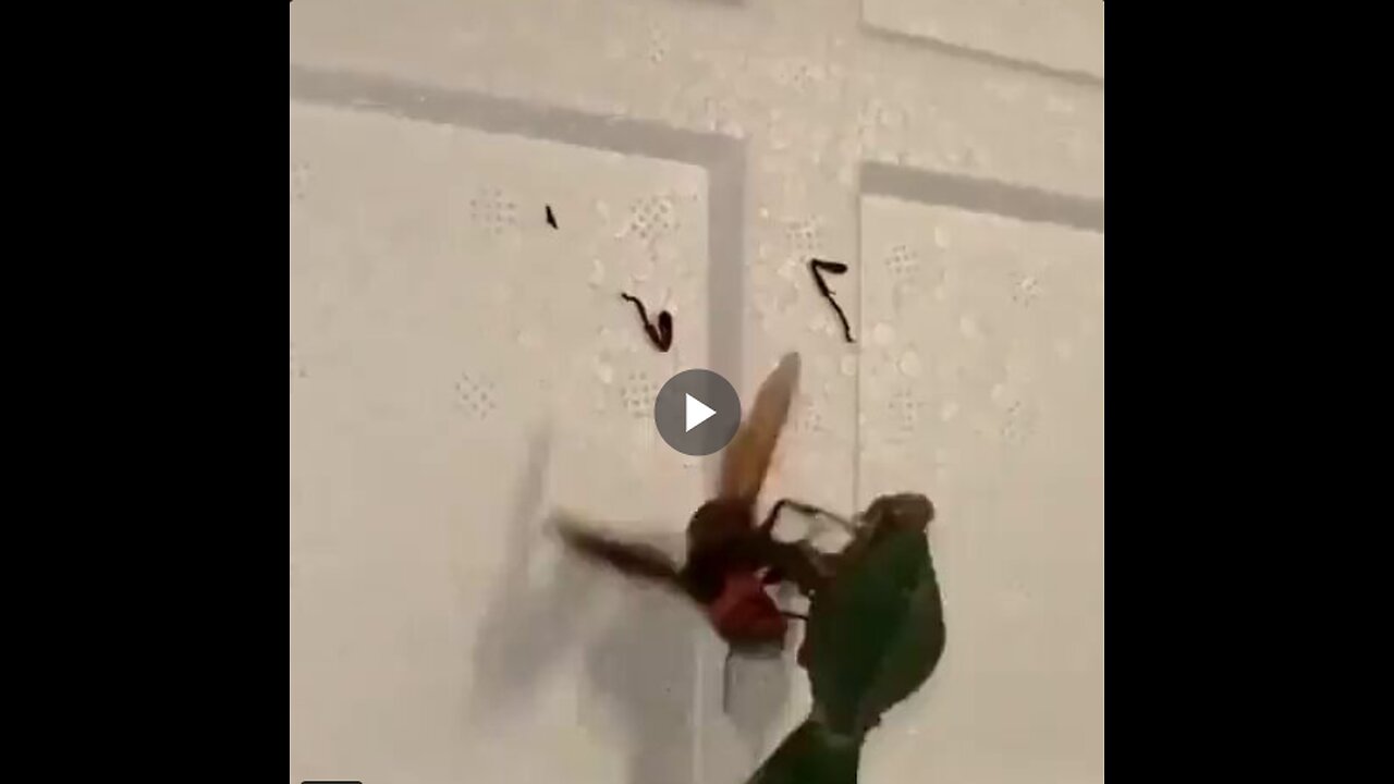 Praying Mantis vs Hornet
