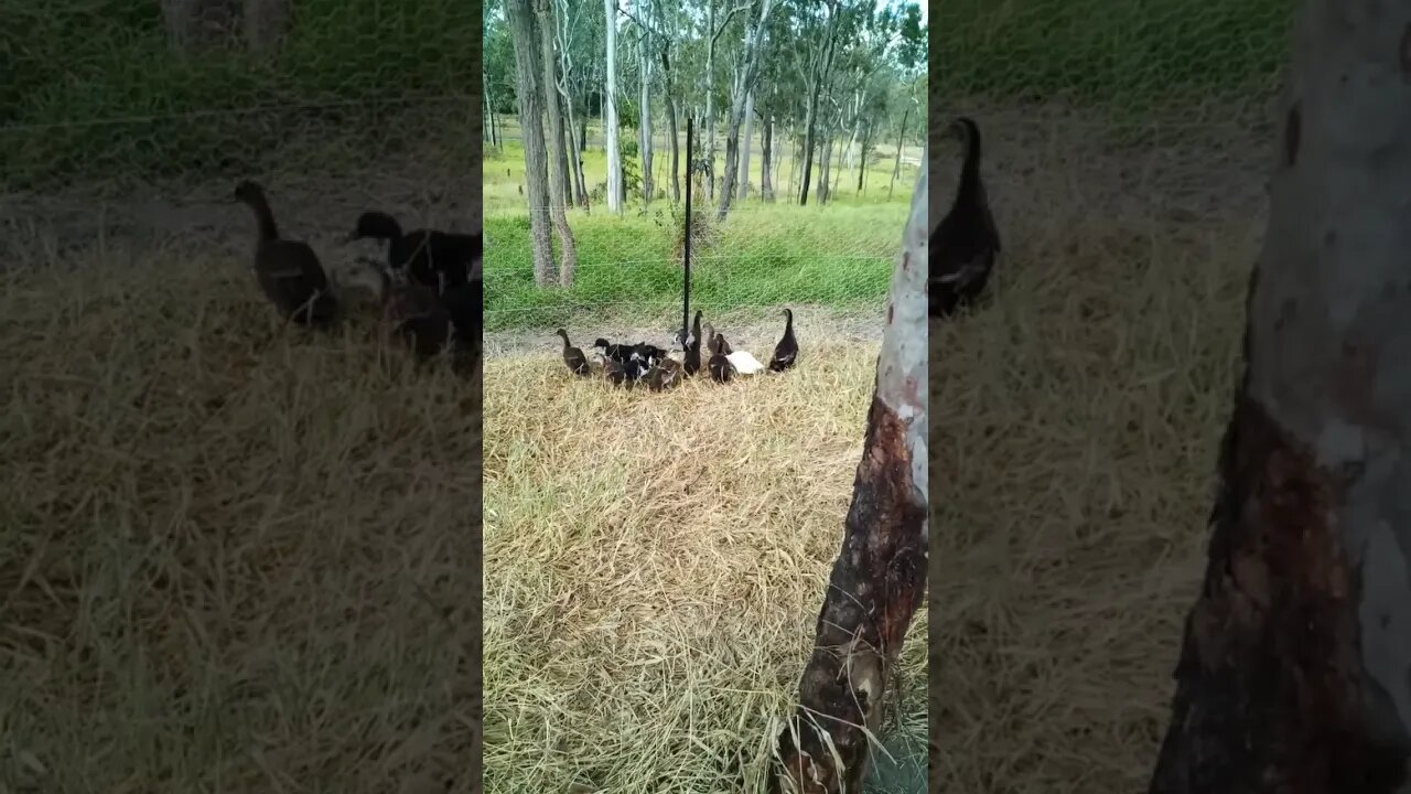 Ducklings out starting their day