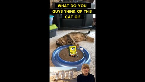 Cute Cat Gif