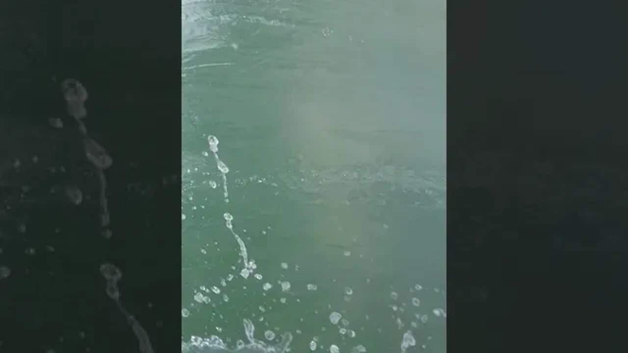 Swimming with the fishies. Pensacola beach