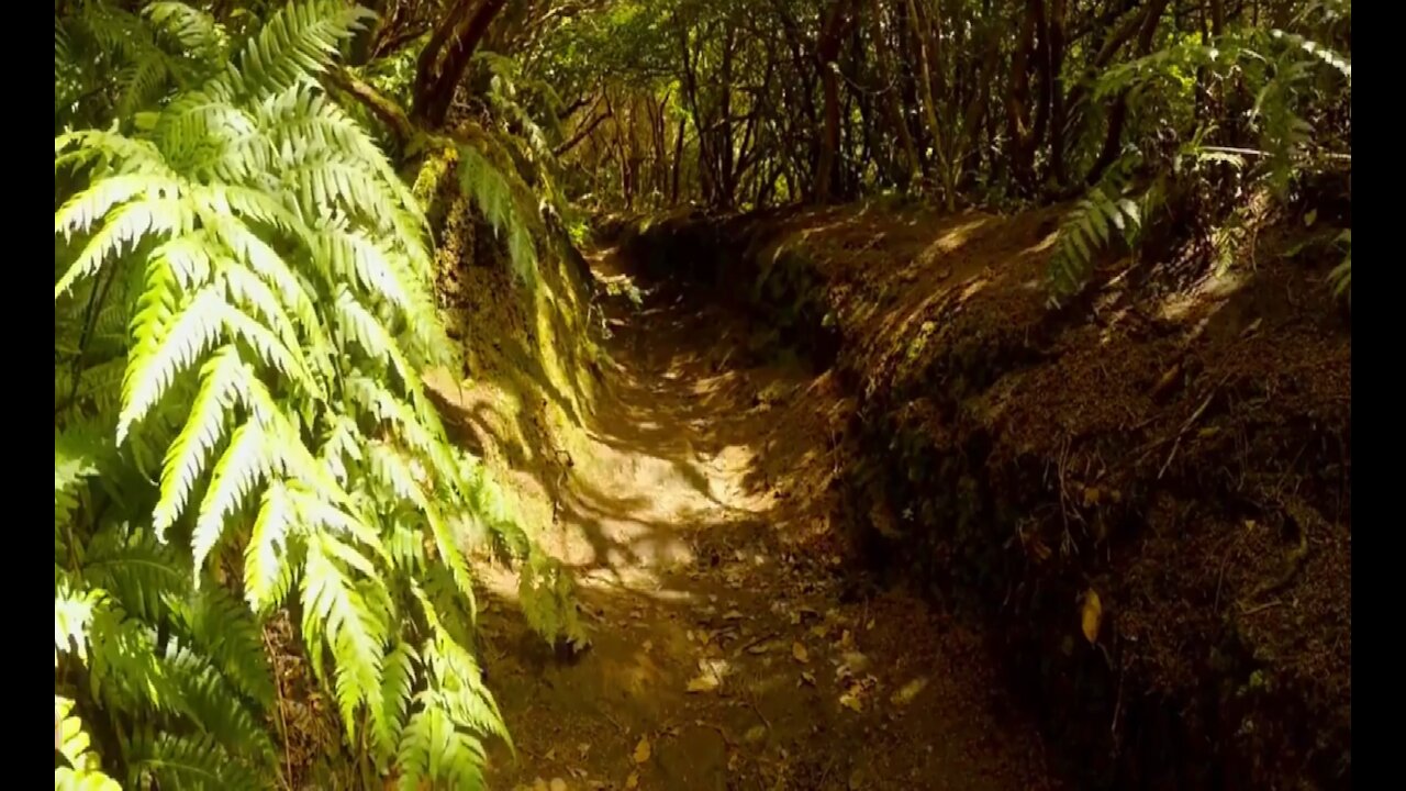 Relaxing Jungle Sound With Birds, Nature