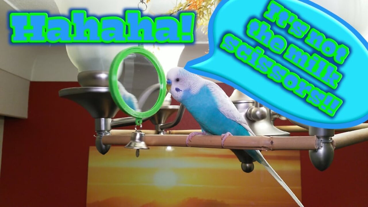 Best Talking Budgie Has A Jungle Gym In Chandelier & Talks Human