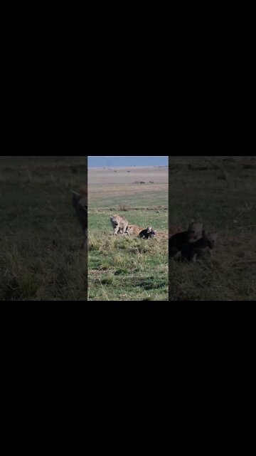 Maasai Mara Sightings Today 13/09/21 (Lions, Cheetah, Hyena, etc) | Zebra Plains | #shorts