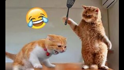 Funny cats and dogs!👍 Video compilation ☀️