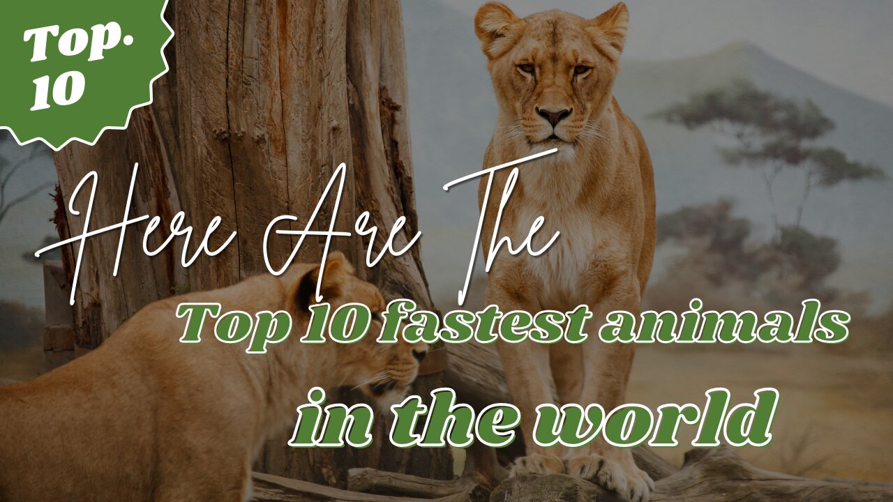 Top 10 Fastest Animals in the World