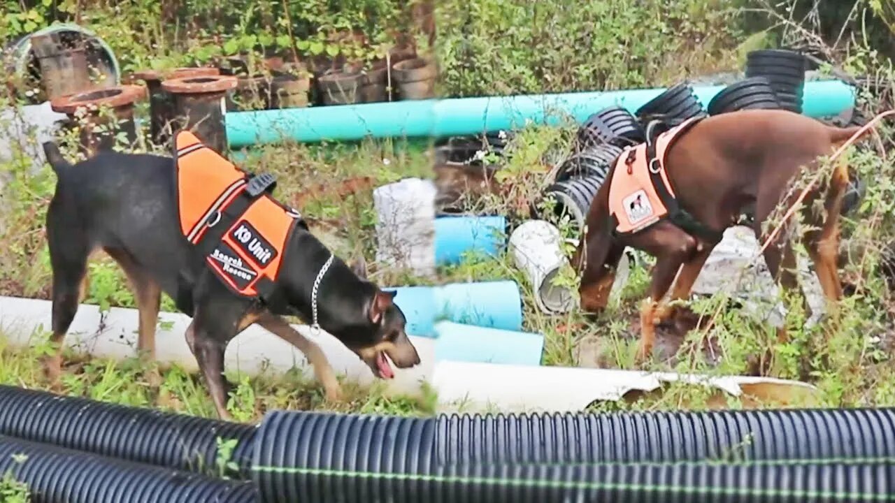 Hiding Human Remains for 2 Cadaver Dobermans to Find
