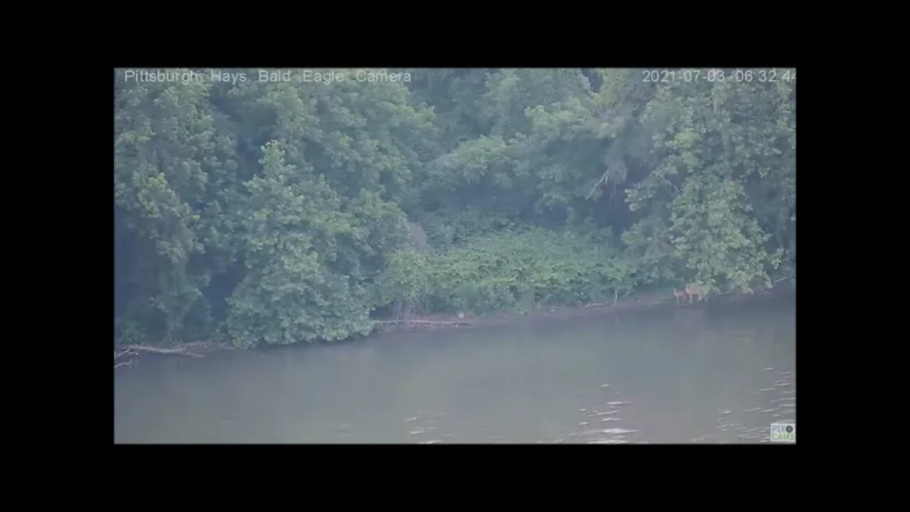 Hays Eagles Camera views doe and fawns on the Monongahela river 7.3.21 6:32AM