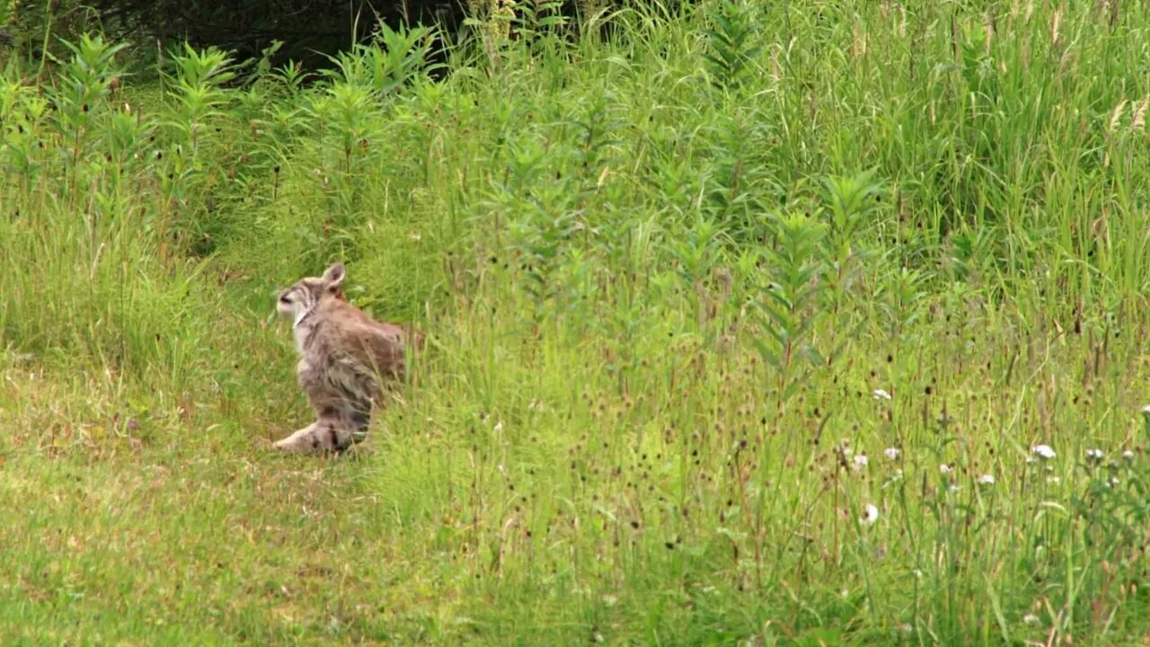 Lynx Sitting and Scratching Head