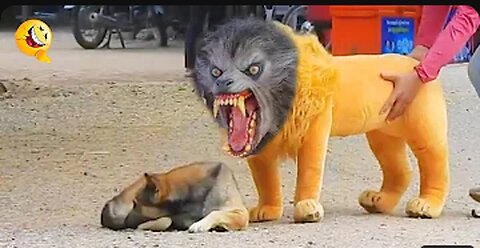 Troll Prank - fake Lion and Fake Tiger Prank To dog