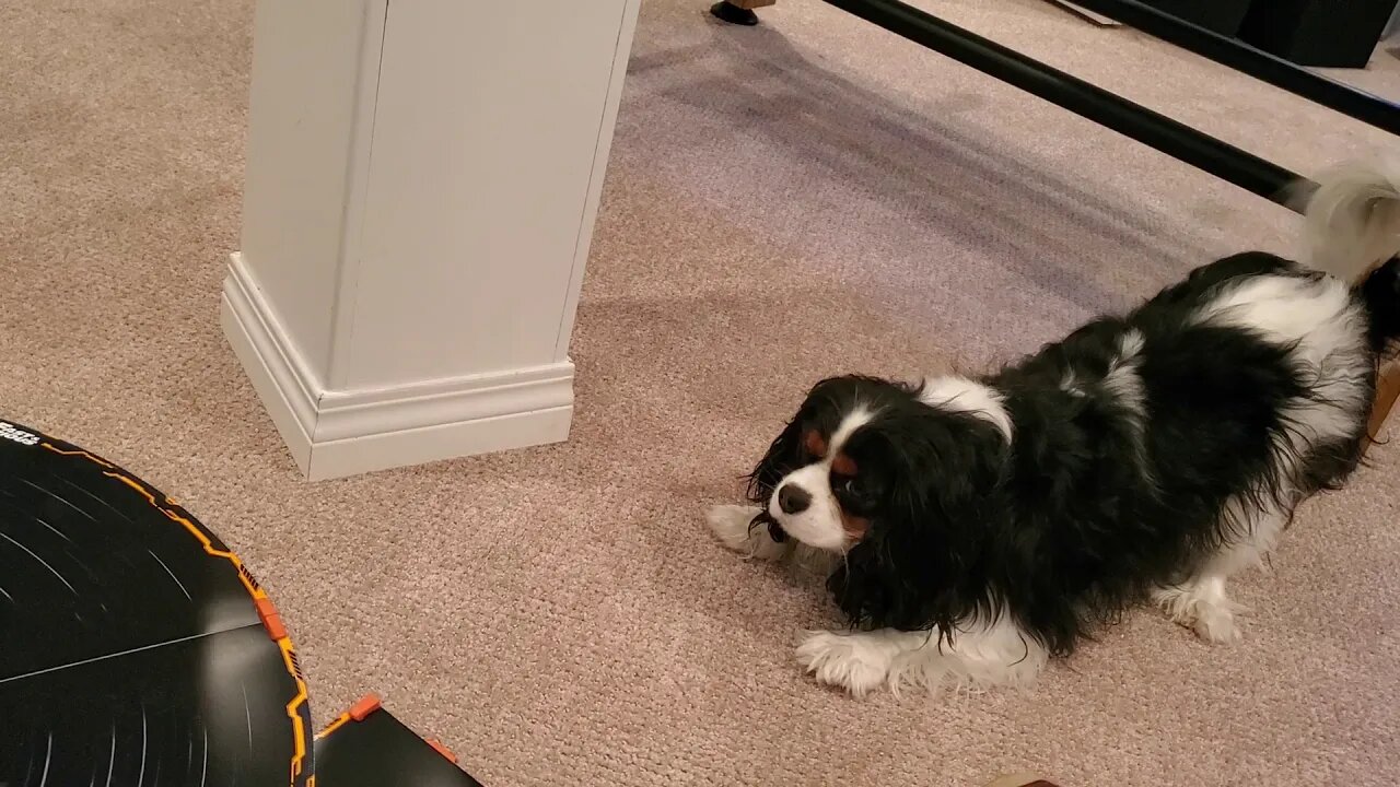 Puppy Goes Nuts While Overdrive Car Drives Around Track
