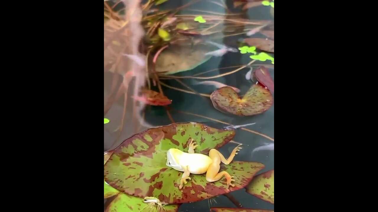 Frog chillaxin' on a lily pad