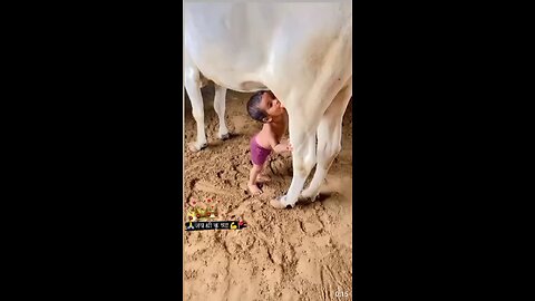 this boy drink the cow milk same to Sri Krishna