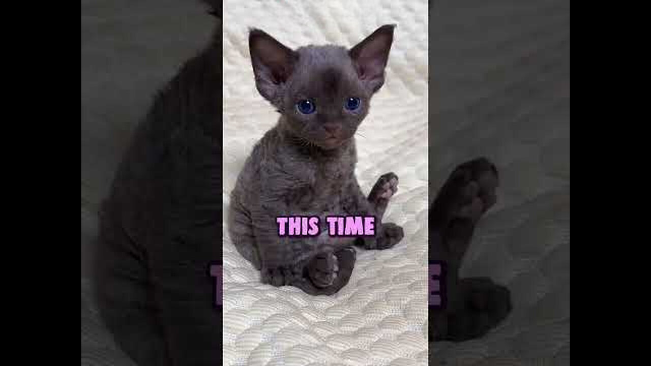 Kitten gets punished by his mother for oversleeping