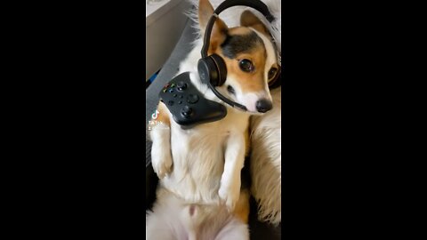 Corgi is A Toxic Gamer