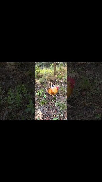 Chicken Adventures #chickenlife #chickenshorts #chickens