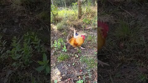 Chicken Adventures #chickenlife #chickenshorts #chickens