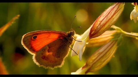 Butterfly sits on a flower44