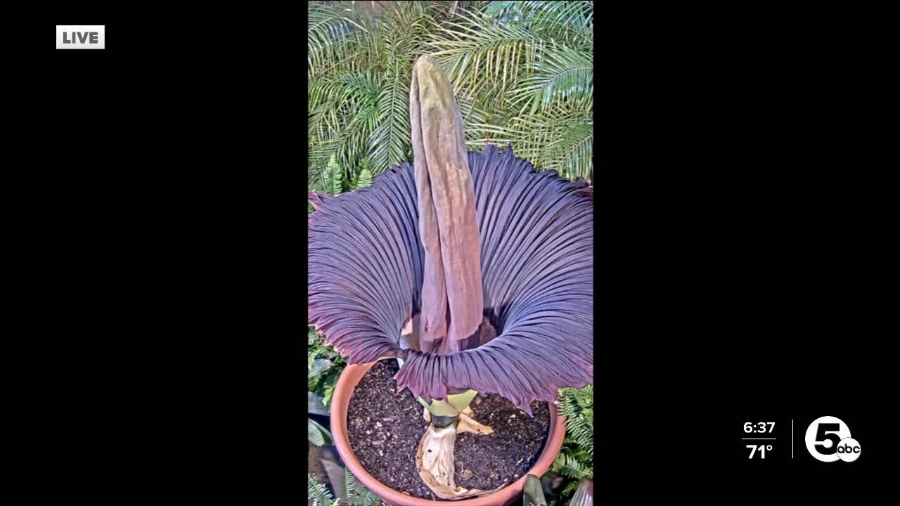 WATCH LIVE: Cleveland Zoo streaming blissfully odorless video of corpse flower blooming