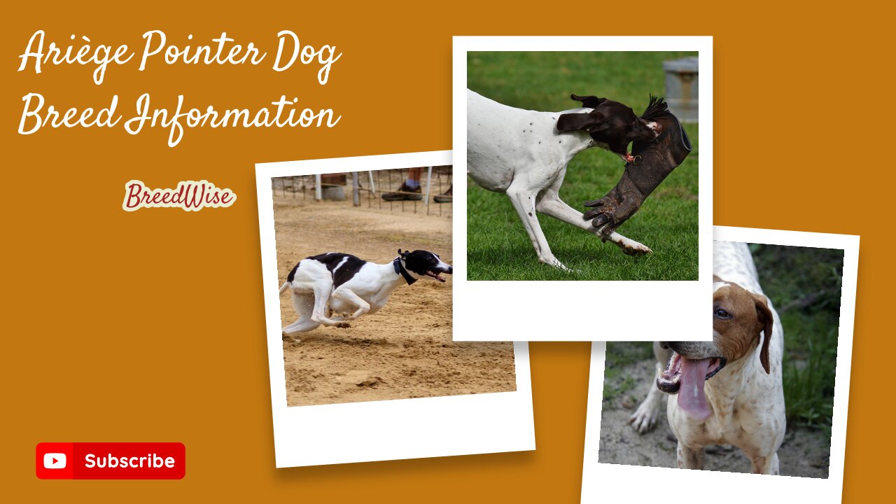 From Dreamy Eyes to Lightning Speed: Meet the Ariège Pointer Dog Breed!